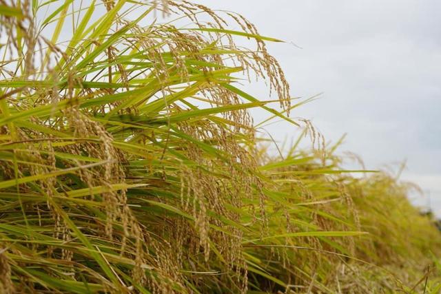 �ߘa�U�N�Y�@�L�@�엿�ā@10Kg