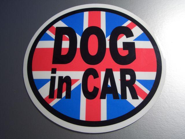 DOG in CARCMXXebJ[Ă܂IV[  /oCN