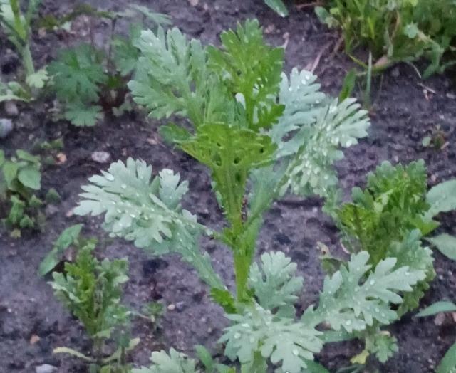 姫春菊の種1000粒+マリーゴールド花種+選べる粗品プレゼント。安心匿名、送料無料です\(^o^)/ < ペット/手芸/園芸  姫春菊の種1000粒+マリーゴールド花種+選べる粗品プレゼント。安心匿名、送料無料です\(^o^)/ < ペット/手芸/園芸の