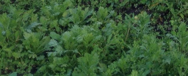 姫春菊の種1000粒+マリーゴールド花種+選べる粗品プレゼント。安心匿名、送料無料です\(^o^)/ < ペット/手芸/園芸  姫春菊の種1000粒+マリーゴールド花種+選べる粗品プレゼント。安心匿名、送料無料です\(^o^)/ < ペット/手芸/園芸の