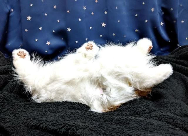 L A {bg mEF[WtHXgLbg L ybg  ߋ i ʂ l` h[ u    