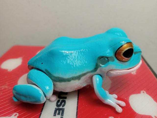 かえる黄色色素欠乏アマガエル新品 < ホビー  かえる黄色色素欠乏アマガエル新品  < ホビーの