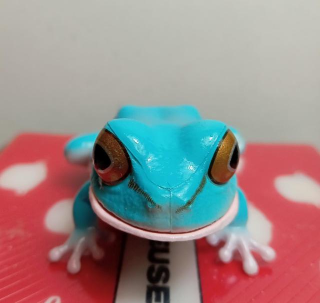 かえる黄色色素欠乏アマガエル新品 < ホビー  かえる黄色色素欠乏アマガエル新品 < ホビーの