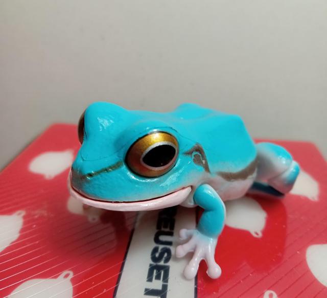 かえる黄色色素欠乏アマガエル新品 < ホビー  かえる黄色色素欠乏アマガエル新品 < ホビーの