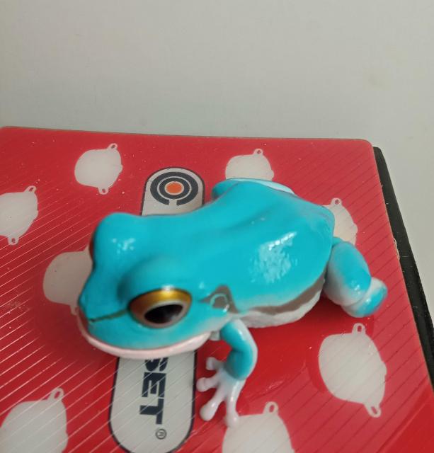 かえる黄色色素欠乏アマガエル新品 < ホビー  かえる黄色色素欠乏アマガエル新品 < ホビーの