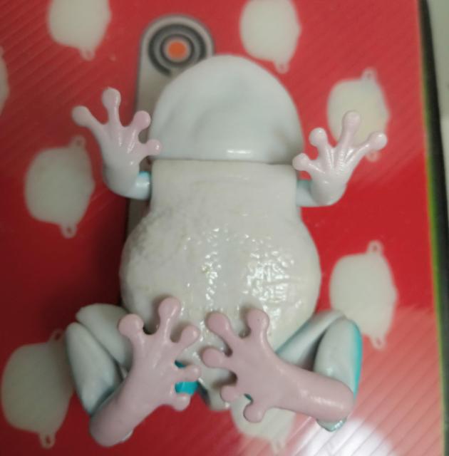 かえる黄色色素欠乏アマガエル新品 < ホビー  かえる黄色色素欠乏アマガエル新品 < ホビーの