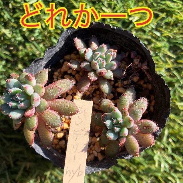 �����f���[hyb �P�c ��z�� �����c ���c �����f���[��z ���傢���P ����  �� �y�b�g/��|/���|�� 