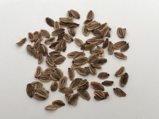 ヒュウガトウキ(日本山人参)の種100粒以上(発芽確認済み!) < ペット/手芸/園芸 ヒュウガトウキ(日本山人参)の種100粒以上(発芽確認済み!) < ペット/手芸/園芸の