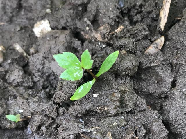 ヒュウガトウキ(日本山人参)の種100粒以上(発芽確認済み!) < ペット/手芸/園芸 ヒュウガトウキ(日本山人参)の種100粒以上(発芽確認済み!) < ペット/手芸/園芸の