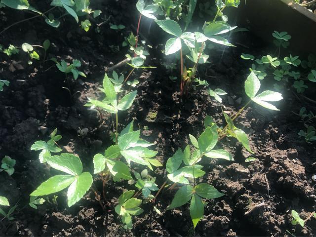 ヒュウガトウキ(日本山人参)の種100粒以上(発芽確認済み!) < ペット/手芸/園芸 ヒュウガトウキ(日本山人参)の種100粒以上(発芽確認済み!) < ペット/手芸/園芸の