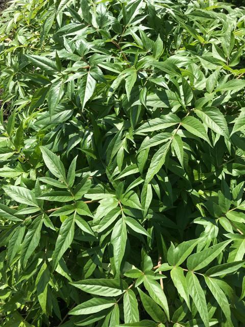 ヒュウガトウキ(日本山人参)の種100粒以上(発芽確認済み!) < ペット/手芸/園芸 ヒュウガトウキ(日本山人参)の種100粒以上(発芽確認済み!) < ペット/手芸/園芸の