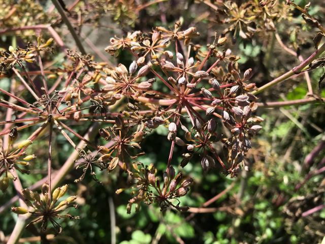 ヒュウガトウキ(日本山人参)の種100粒以上(発芽確認済み!) < ペット/手芸/園芸 ヒュウガトウキ(日本山人参)の種100粒以上(発芽確認済み!) < ペット/手芸/園芸の