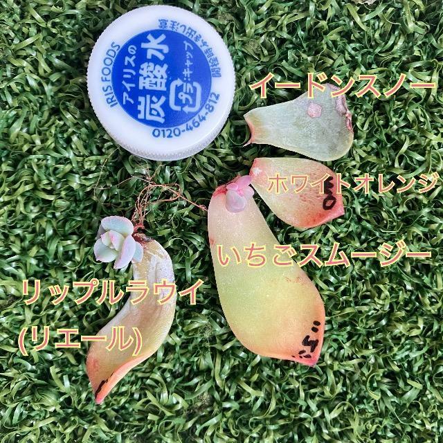 葉挿しセット いちごスムージー リップルラウイ ホワイトオレンジ 多肉 多肉植物 < ペット/手芸/園芸 葉挿しセット いちごスムージー リップルラウイ ホワイトオレンジ 多肉 多肉植物 < ペット/手芸/園芸の
