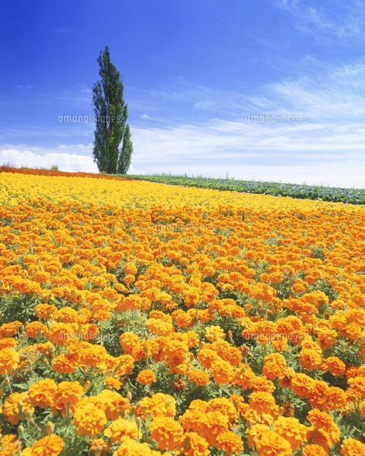 甘くて美味しい、人参と大根の抜き苗30株、60サイズ+季節の種+選べる粗品をプレゼント+全国匿名送料無料です\(^o^)/ < ペット/手芸/園芸  甘くて美味しい、人参と大根の抜き苗30株、60サイズ+季節の種+選べる粗品をプレゼント+全国匿名送料無料です\(^o^)/ < ペット/手芸/園芸の