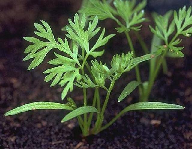 甘くて美味しい、人参と大根の抜き苗30株、60サイズ+季節の種+選べる粗品をプレゼント+全国匿名送料無料です\(^o^)/ < ペット/手芸/園芸  甘くて美味しい、人参と大根の抜き苗30株、60サイズ+季節の種+選べる粗品をプレゼント+全国匿名送料無料です\(^o^)/ < ペット/手芸/園芸の