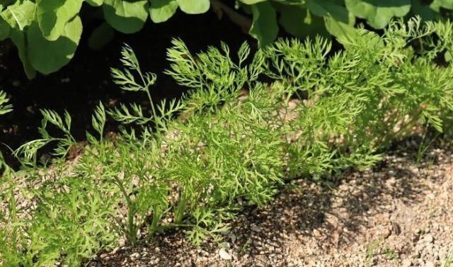 甘くて美味しい、人参と大根の抜き苗30株、60サイズ+季節の種+選べる粗品をプレゼント+全国匿名送料無料です\(^o^)/ < ペット/手芸/園芸  甘くて美味しい、人参と大根の抜き苗30株、60サイズ+季節の種+選べる粗品をプレゼント+全国匿名送料無料です\(^o^)/ < ペット/手芸/園芸の