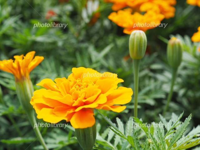 甘くて美味しい、人参と大根の抜き苗30株、60サイズ+季節の種+選べる粗品をプレゼント+全国匿名送料無料です\(^o^)/ < ペット/手芸/園芸  甘くて美味しい、人参と大根の抜き苗30株、60サイズ+季節の種+選べる粗品をプレゼント+全国匿名送料無料です\(^o^)/ < ペット/手芸/園芸の