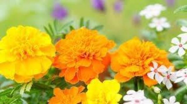 甘くて美味しい、人参と大根の抜き苗30株、60サイズ+季節の種+選べる粗品をプレゼント+全国匿名送料無料です\(^o^)/ < ペット/手芸/園芸  甘くて美味しい、人参と大根の抜き苗30株、60サイズ+季節の種+選べる粗品をプレゼント+全国匿名送料無料です\(^o^)/ < ペット/手芸/園芸の