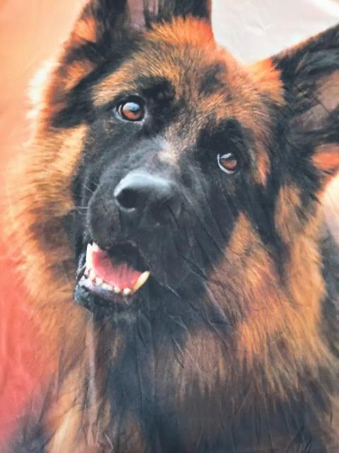 超お買い得790円★3Dクールドッグプリント、メンズグラフィックデザインノベルTシャツUSAサイズL(日本サイズXXL相当) < 男性ファッション  超お買い得790円★3Dクールドッグプリント、メンズグラフィックデザインノベルTシャツUSAサイズL(日本サイズXXL相当) < 男性ファッションの