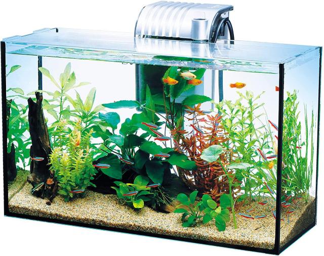 eg (Tetra)  I[OXANAE GA-420F   ybg/|/| 