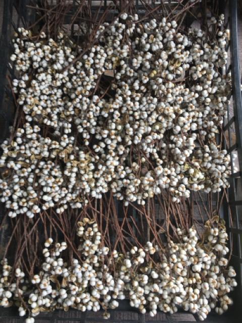 ナンキンハゼ 南京ハゼ 不揃い 枝短め 25本 リース材料などなは < ペット/手芸/園芸 ナンキンハゼ 南京ハゼ 不揃い 枝短め 25本 リース材料などなは < ペット/手芸/園芸の