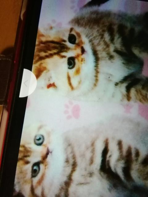 ネこあらえるきっちんまっと120p ピンク系 < おもちゃ  ネこあらえるきっちんまっと120p ピンク系 < おもちゃの