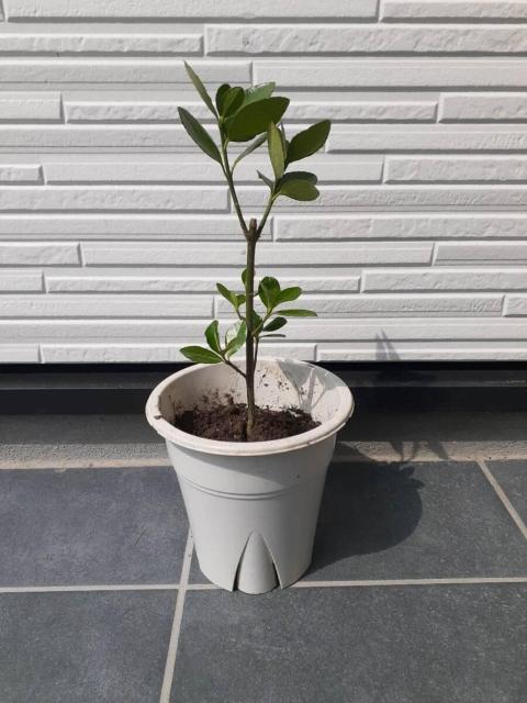 月桂樹・ポット苗・観葉植物・ハーブ < ペット/手芸/園芸 月桂樹・ポット苗・観葉植物・ハーブ < ペット/手芸/園芸の