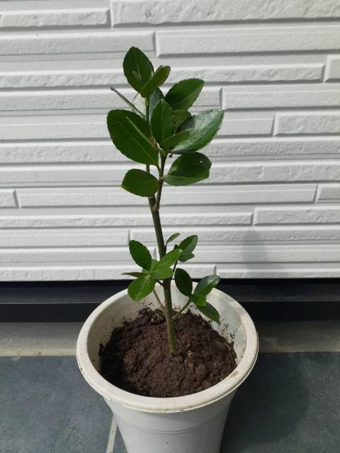 月桂樹・ポット苗・観葉植物・ハーブ < ペット/手芸/園芸 月桂樹・ポット苗・観葉植物・ハーブ < ペット/手芸/園芸の