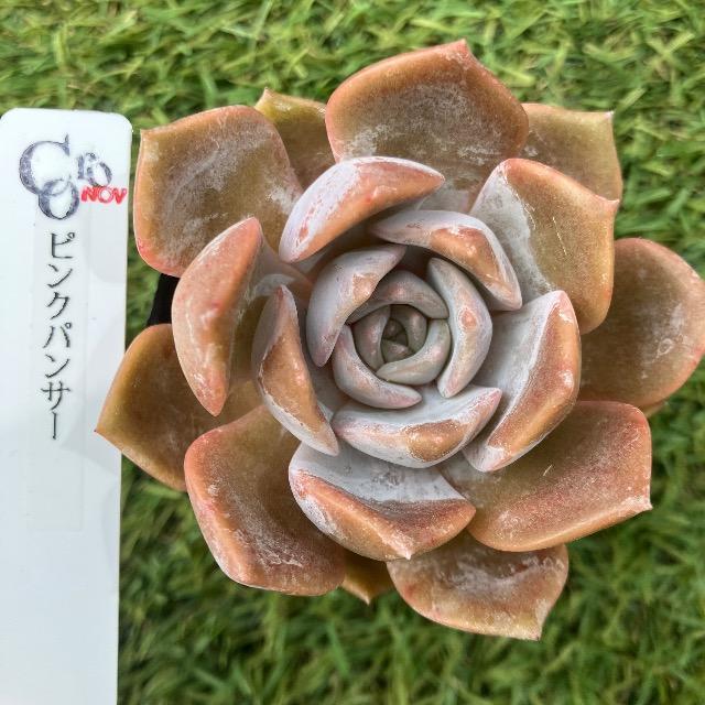 多肉 ピンクパンサー 多肉植物 韓国苗 抜き苗 ピンク多肉 pp < ペット/手芸/園芸 多肉 ピンクパンサー 多肉植物 韓国苗 抜き苗 ピンク多肉 pp < ペット/手芸/園芸の