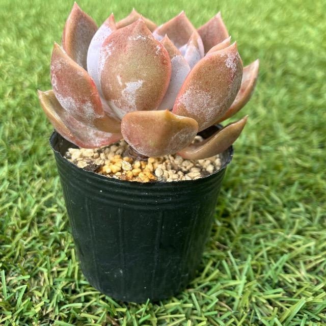 多肉 ピンクパンサー 多肉植物 韓国苗 抜き苗 ピンク多肉 pp < ペット/手芸/園芸 多肉 ピンクパンサー 多肉植物 韓国苗 抜き苗 ピンク多肉 pp < ペット/手芸/園芸の