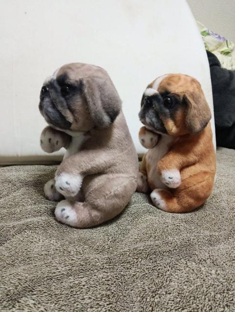 �y2�Z�b�g�z�p�O�ʂ������ �� �z�r�[�� 