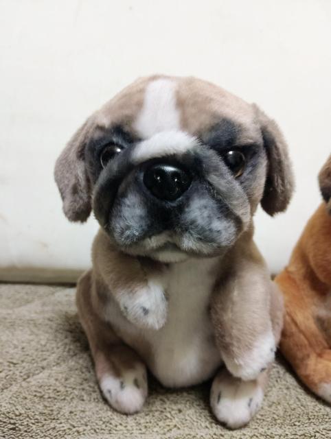 �y2�Z�b�g�z�p�O�ʂ������ �� �z�r�[�� 