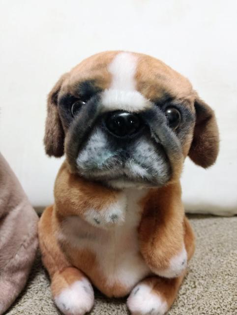 �y2�Z�b�g�z�p�O�ʂ������ �� �z�r�[�� 