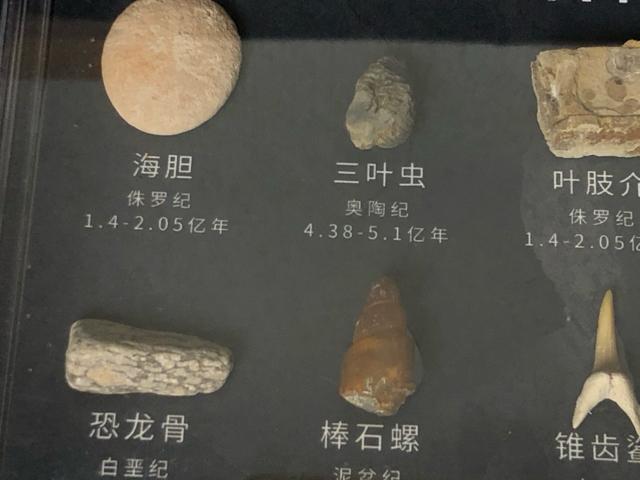 ����3�_�Z�b�g ���ΕW�{ �����̍� �O�t�� �T���̎� �L�k �W�{�� �R���N�V�����y�m��E�N�W�z�Ð������ΕW�{�Z�b�g 11��� �� �y�b�g/��|/���|�� 