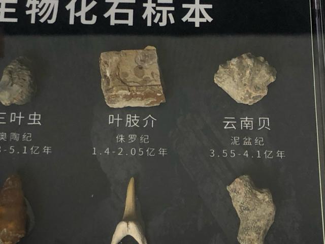 ����3�_�Z�b�g ���ΕW�{ �����̍� �O�t�� �T���̎� �L�k �W�{�� �R���N�V�����y�m��E�N�W�z�Ð������ΕW�{�Z�b�g 11��� �� �y�b�g/��|/���|�� 