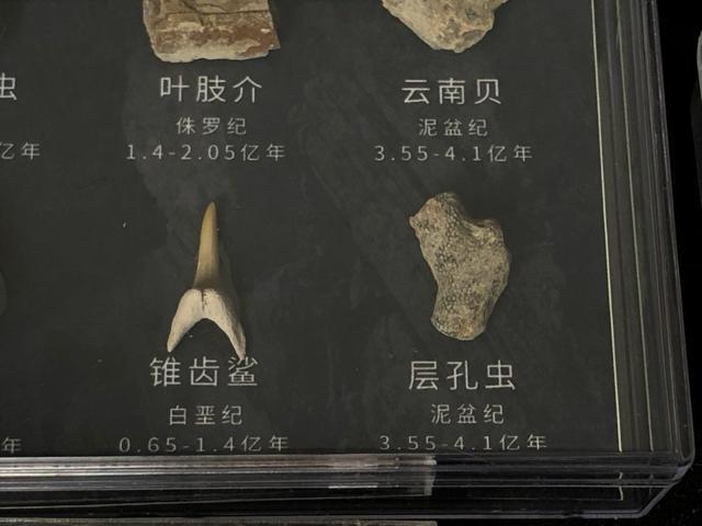 ����3�_�Z�b�g ���ΕW�{ �����̍� �O�t�� �T���̎� �L�k �W�{�� �R���N�V�����y�m��E�N�W�z�Ð������ΕW�{�Z�b�g 11��� �� �y�b�g/��|/���|�� 