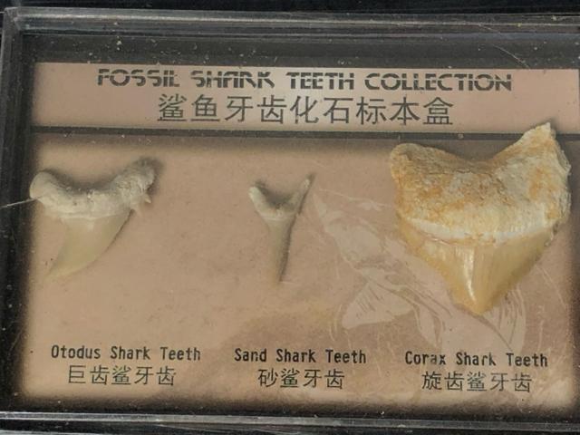 ����3�_�Z�b�g ���ΕW�{ �����̍� �O�t�� �T���̎� �L�k �W�{�� �R���N�V�����y�m��E�N�W�z�Ð������ΕW�{�Z�b�g 11��� �� �y�b�g/��|/���|�� 