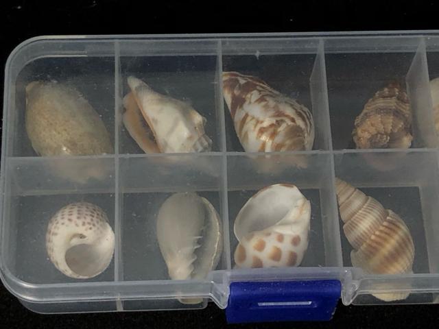 ����3�_�Z�b�g ���ΕW�{ �����̍� �O�t�� �T���̎� �L�k �W�{�� �R���N�V�����y�m��E�N�W�z�Ð������ΕW�{�Z�b�g 11��� �� �y�b�g/��|/���|�� 