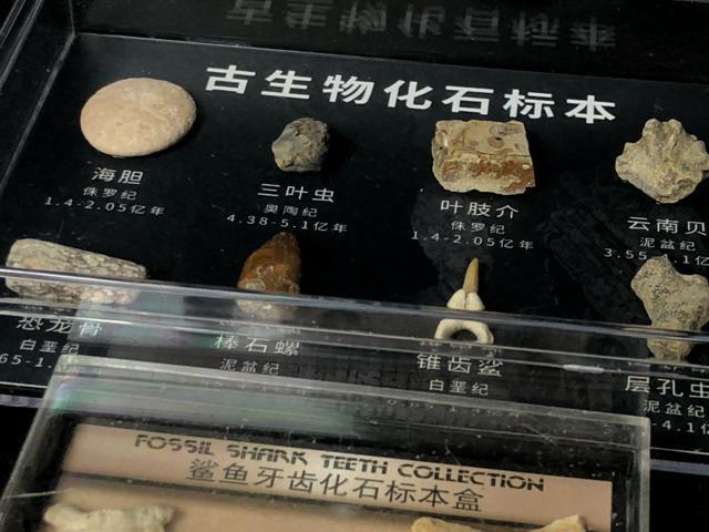 ����3�_�Z�b�g ���ΕW�{ �����̍� �O�t�� �T���̎� �L�k �W�{�� �R���N�V�����y�m��E�N�W�z�Ð������ΕW�{�Z�b�g 11��� �� �y�b�g/��|/���|�� 