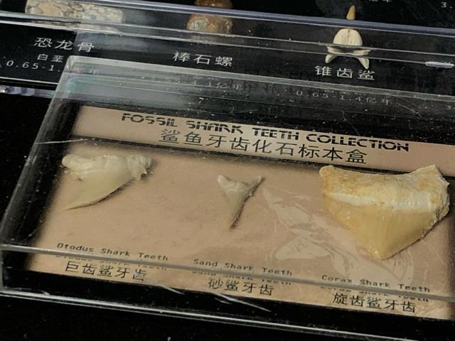 ����3�_�Z�b�g ���ΕW�{ �����̍� �O�t�� �T���̎� �L�k �W�{�� �R���N�V�����y�m��E�N�W�z�Ð������ΕW�{�Z�b�g 11��� �� �y�b�g/��|/���|�� 