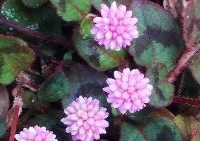 《送料無料》ヒメツルソバ (姫蔓蕎麦) 種子【90粒】 < ペット/手芸/園芸  《送料無料》ヒメツルソバ (姫蔓蕎麦) 種子【90粒】 < ペット/手芸/園芸の