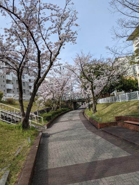さくら祭v56ノ―べル生理学医学賞チァレンジ特別講座入門用16−19 v56Bp万能細胞増殖理論入門講座英和訳2論文落特付 < ヘルス/ビューティー  さくら祭v56ノ―べル生理学医学賞チァレンジ特別講座入門用16−19 v56Bp万能細胞増殖理論入門講座英和訳2論文落特付 < ヘルス/ビューティーの