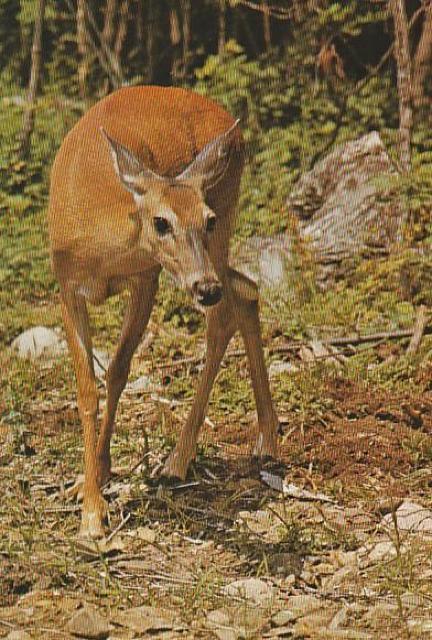 カナダ 郵便絵はがき8¢1970年代 3種【F-8】 < ホビー カナダ 郵便絵はがき8¢1970年代 3種【F-8】 < ホビーの