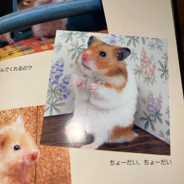ハムスター パラダイス―失敗しない育て方  送料無料  匿名配送  かわいくなる飼い方 主婦と生活社 < 本/雑誌  ハムスター パラダイス―失敗しない育て方  送料無料  匿名配送  かわいくなる飼い方 主婦と生活社 < 本/雑誌の