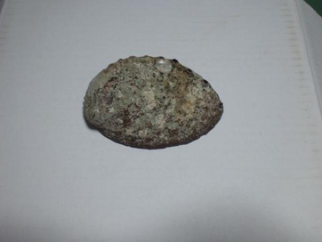 鮑 貝殻 中古品 < ペット/手芸/園芸  鮑 貝殻 中古品  < ペット/手芸/園芸の