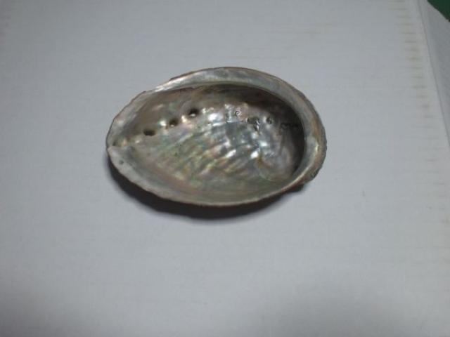 鮑 貝殻 中古品 < ペット/手芸/園芸  鮑 貝殻 中古品 < ペット/手芸/園芸の