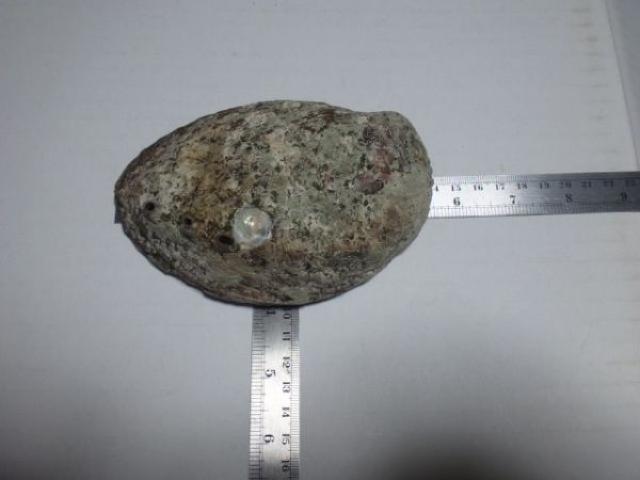 鮑 貝殻 中古品 < ペット/手芸/園芸  鮑 貝殻 中古品 < ペット/手芸/園芸の