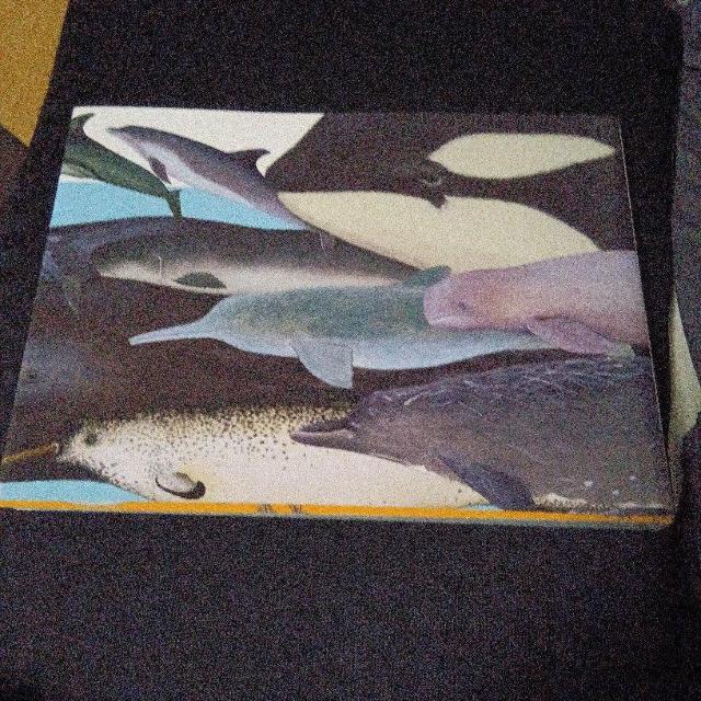 大哺乳類展2 - みんなの生き残り作戦  公式図録 < 本/雑誌  大哺乳類展2 - みんなの生き残り作戦  公式図録 < 本/雑誌の