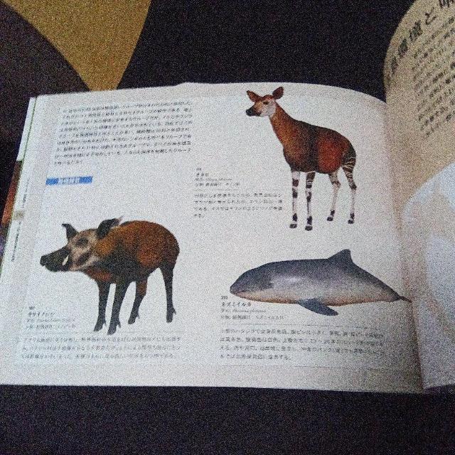 大哺乳類展2 - みんなの生き残り作戦  公式図録 < 本/雑誌  大哺乳類展2 - みんなの生き残り作戦  公式図録 < 本/雑誌の