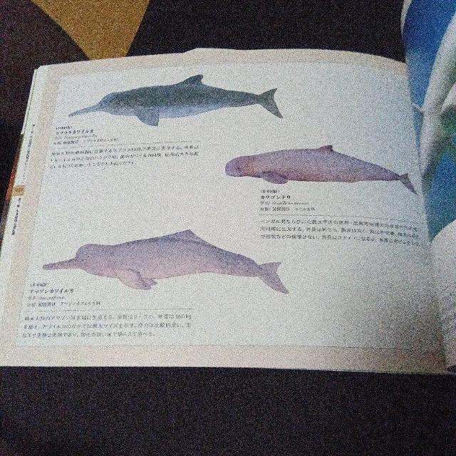 大哺乳類展2 - みんなの生き残り作戦  公式図録 < 本/雑誌  大哺乳類展2 - みんなの生き残り作戦  公式図録 < 本/雑誌の